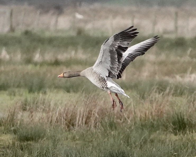 greylag geese